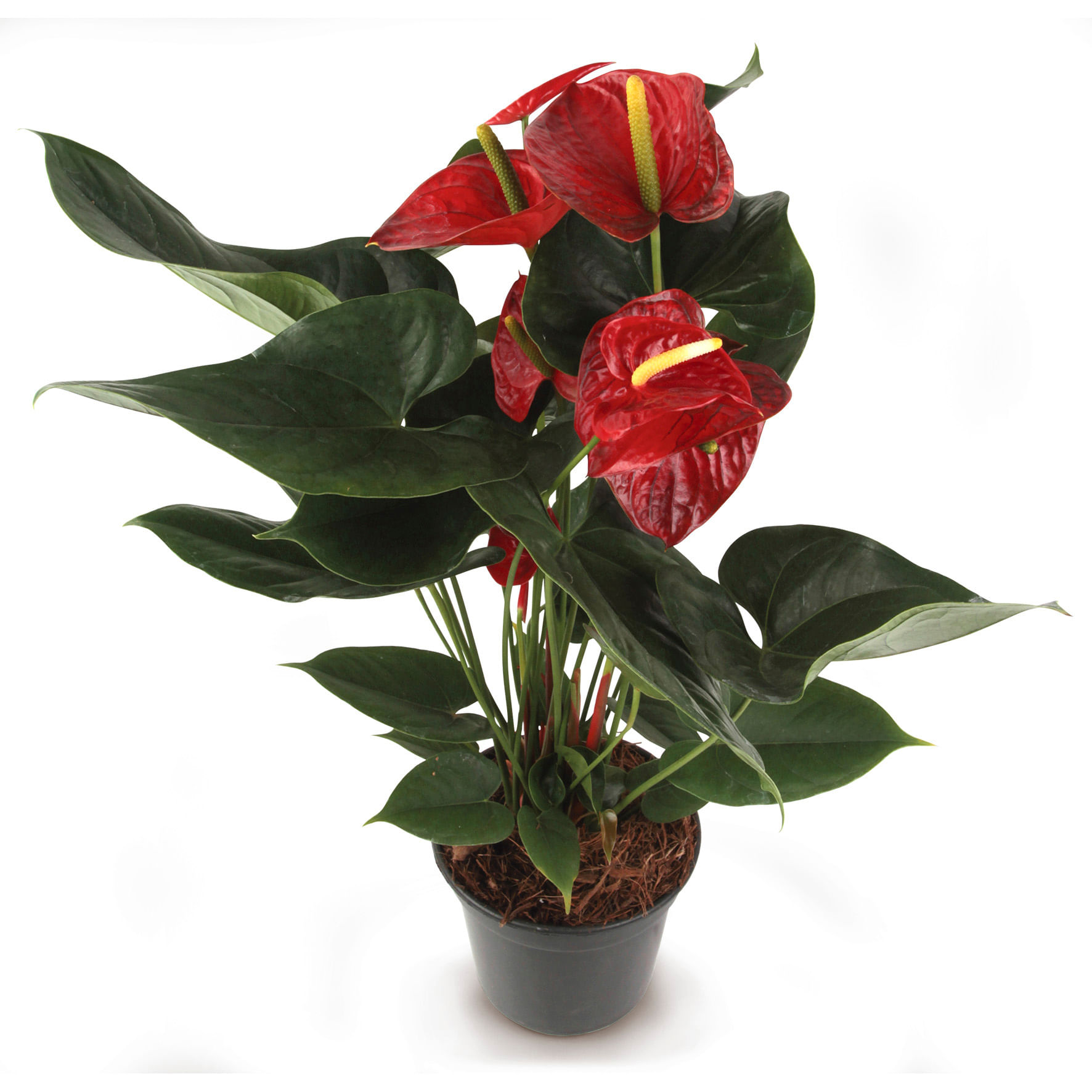 Encontraproduto.com.br - Flor Anturio Variado Pote 17 Veiling Holambra