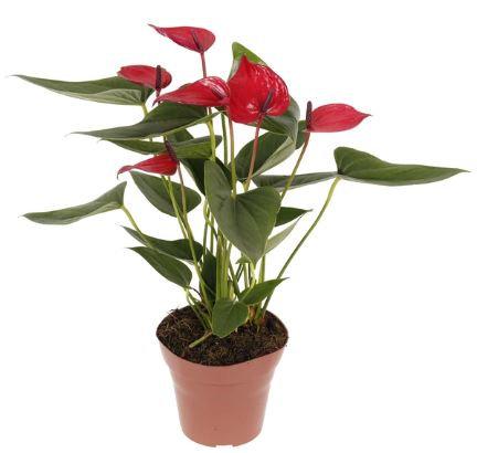 Encontraproduto.com.br - Flor Anturio Variado Pote 17 Veiling Holambra
