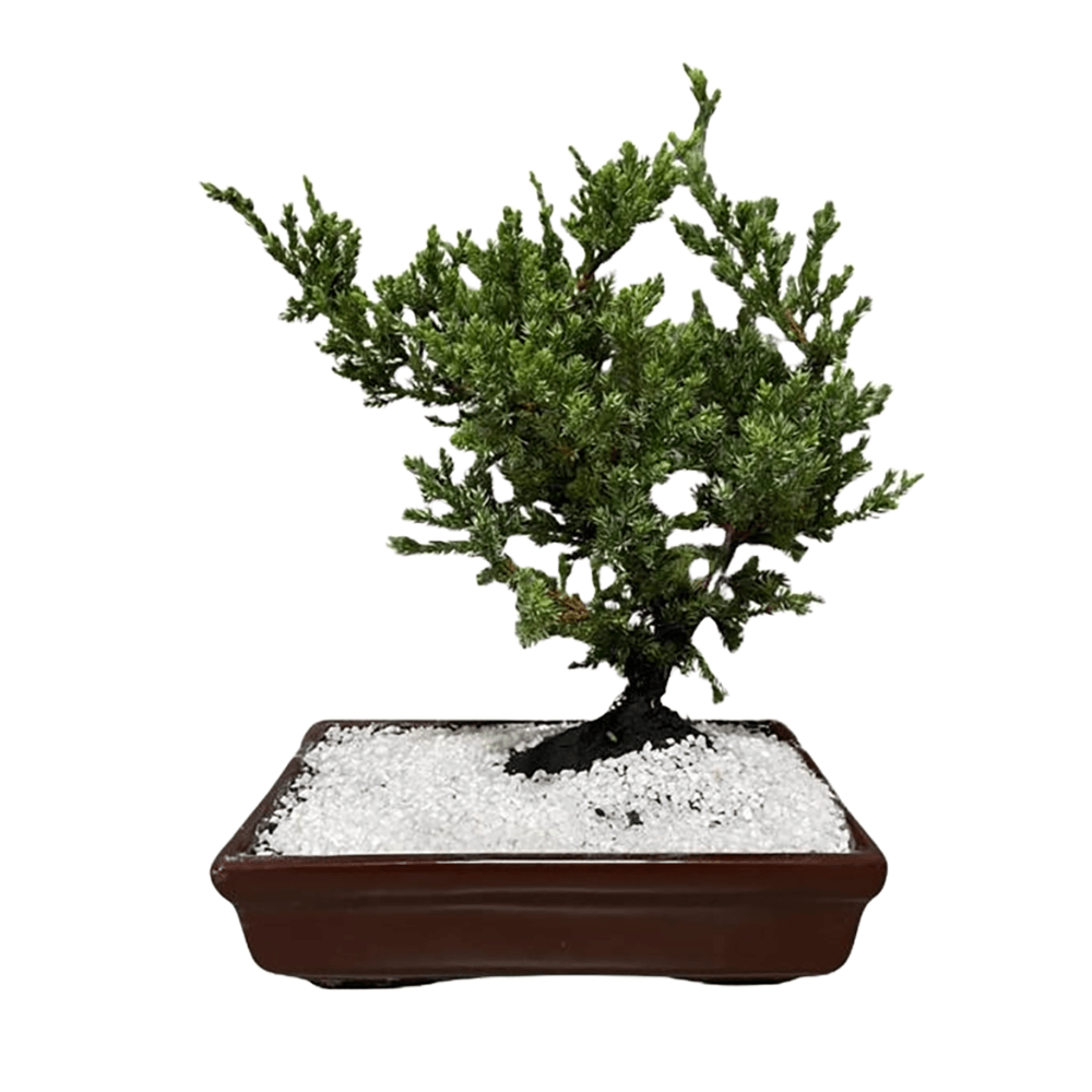 Bonsai 6/8 Anos