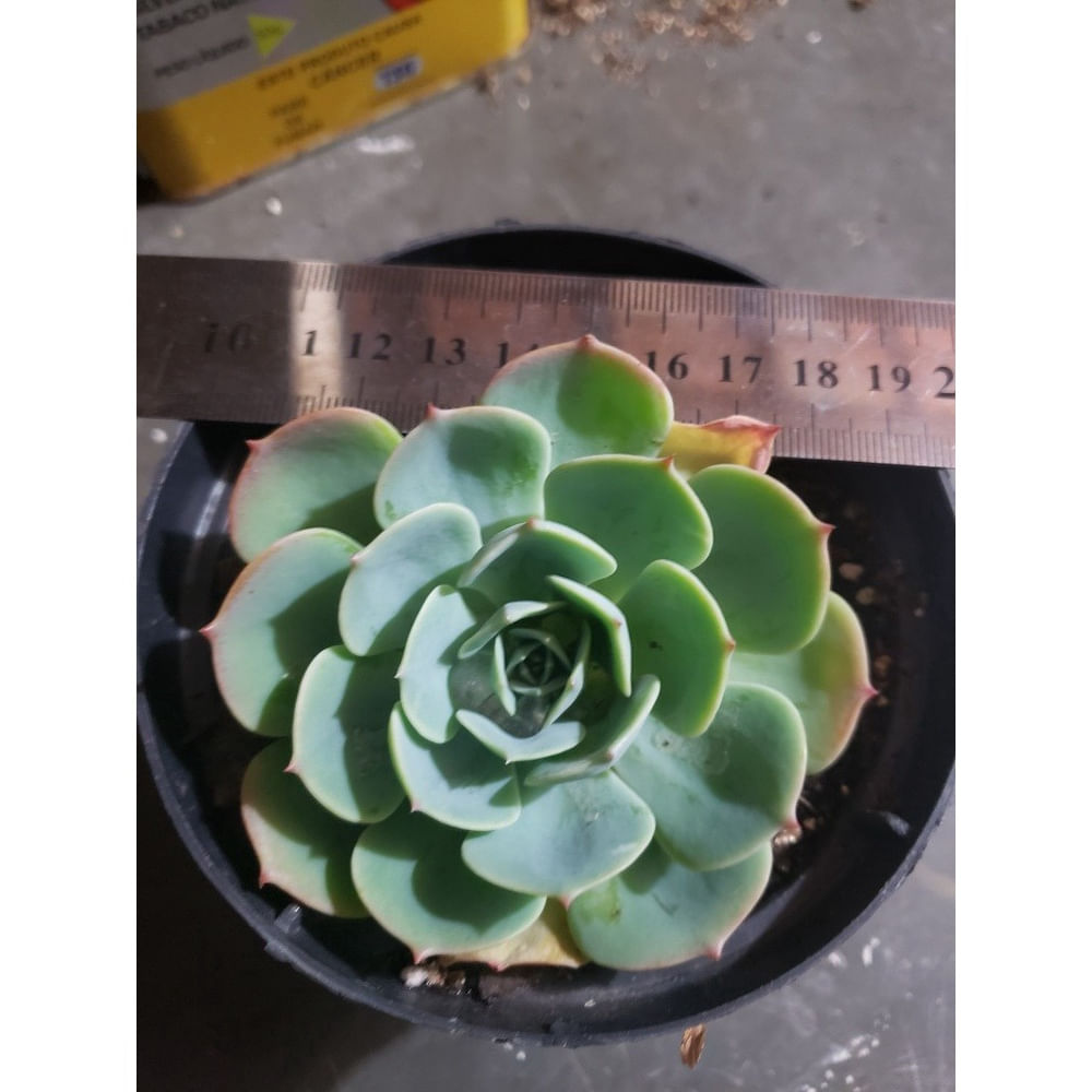 Encontraproduto.com.br - Muda Suculenta Pote 6 Veiling Holambra