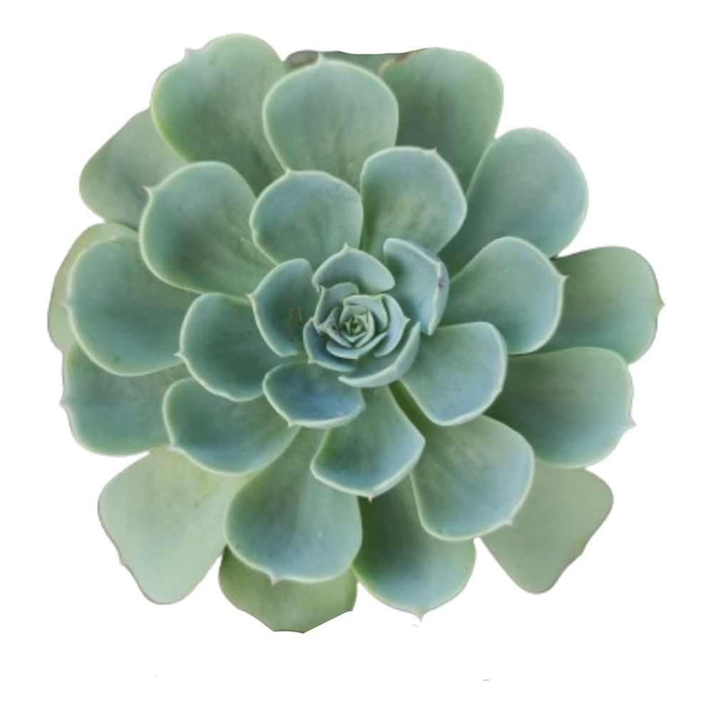 Encontraproduto.com.br - Muda Suculenta Pote 6 Veiling Holambra