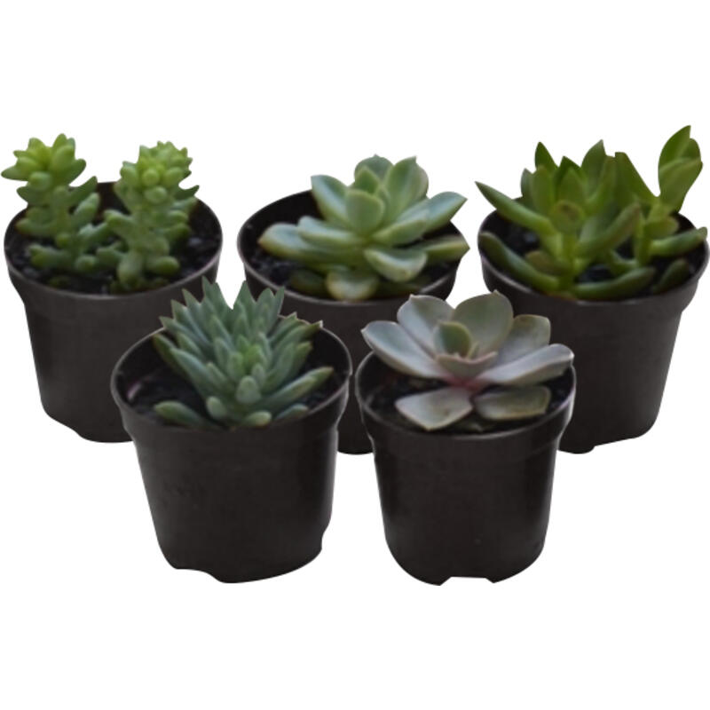 Encontraproduto.com.br - Muda Suculenta Pote 6 Veiling Holambra