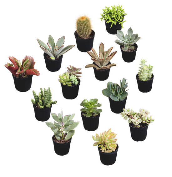 Encontraproduto.com.br - Muda Suculenta Pote 6 Veiling Holambra