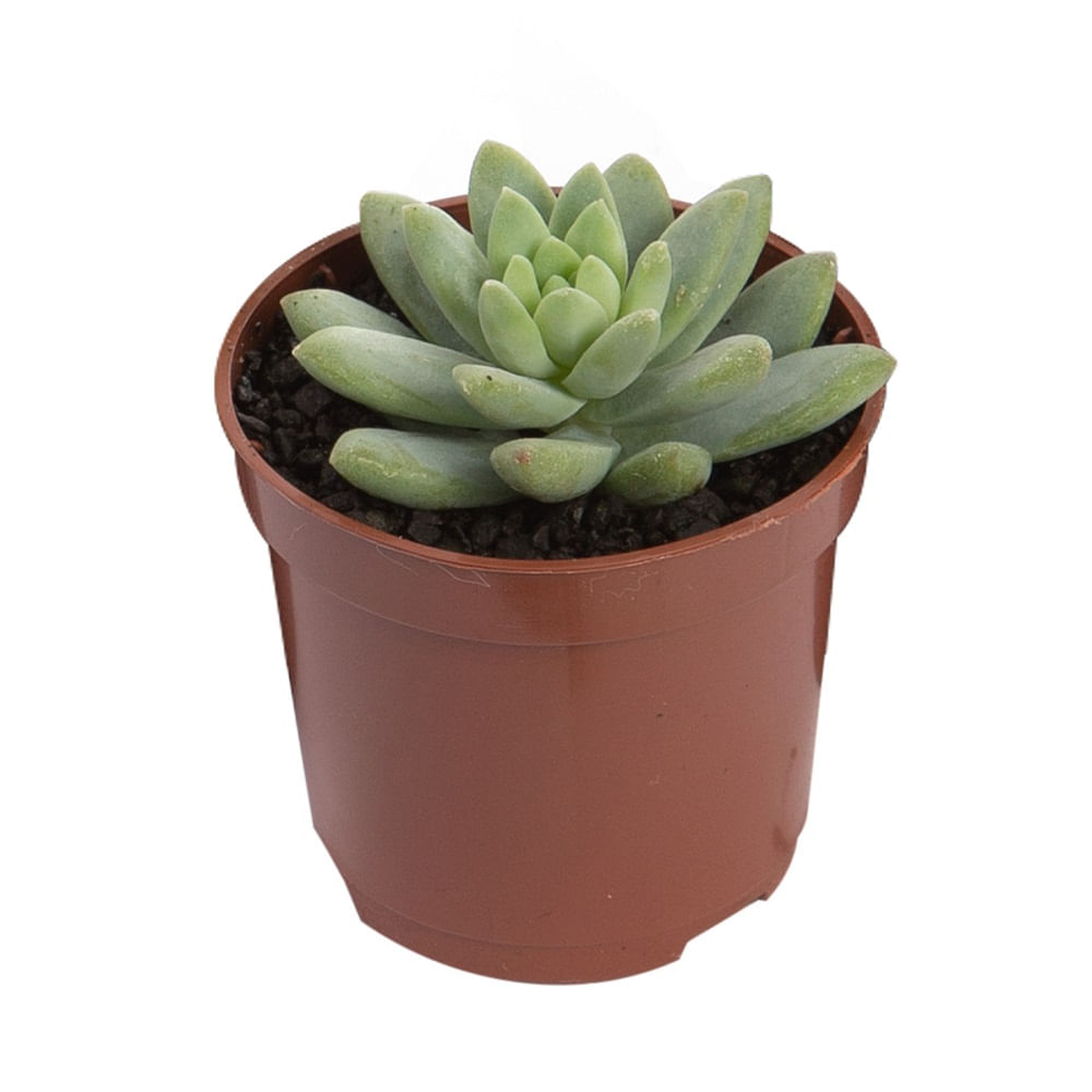 Encontraproduto.com.br - Muda Suculenta Pote 6 Veiling Holambra