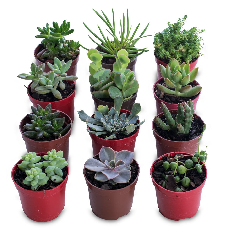 Encontraproduto.com.br - Muda Suculenta Pote 6 Veiling Holambra
