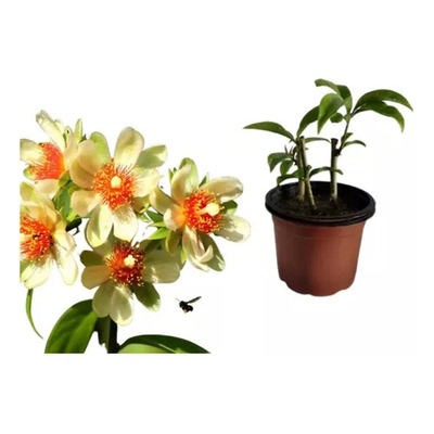Encontraproduto.com.br - Muda Suculenta Pote 6 Veiling Holambra