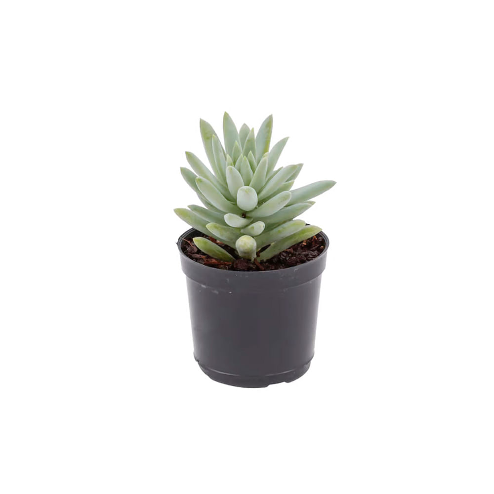 Encontraproduto.com.br - Muda Suculenta Pote 6 Veiling Holambra