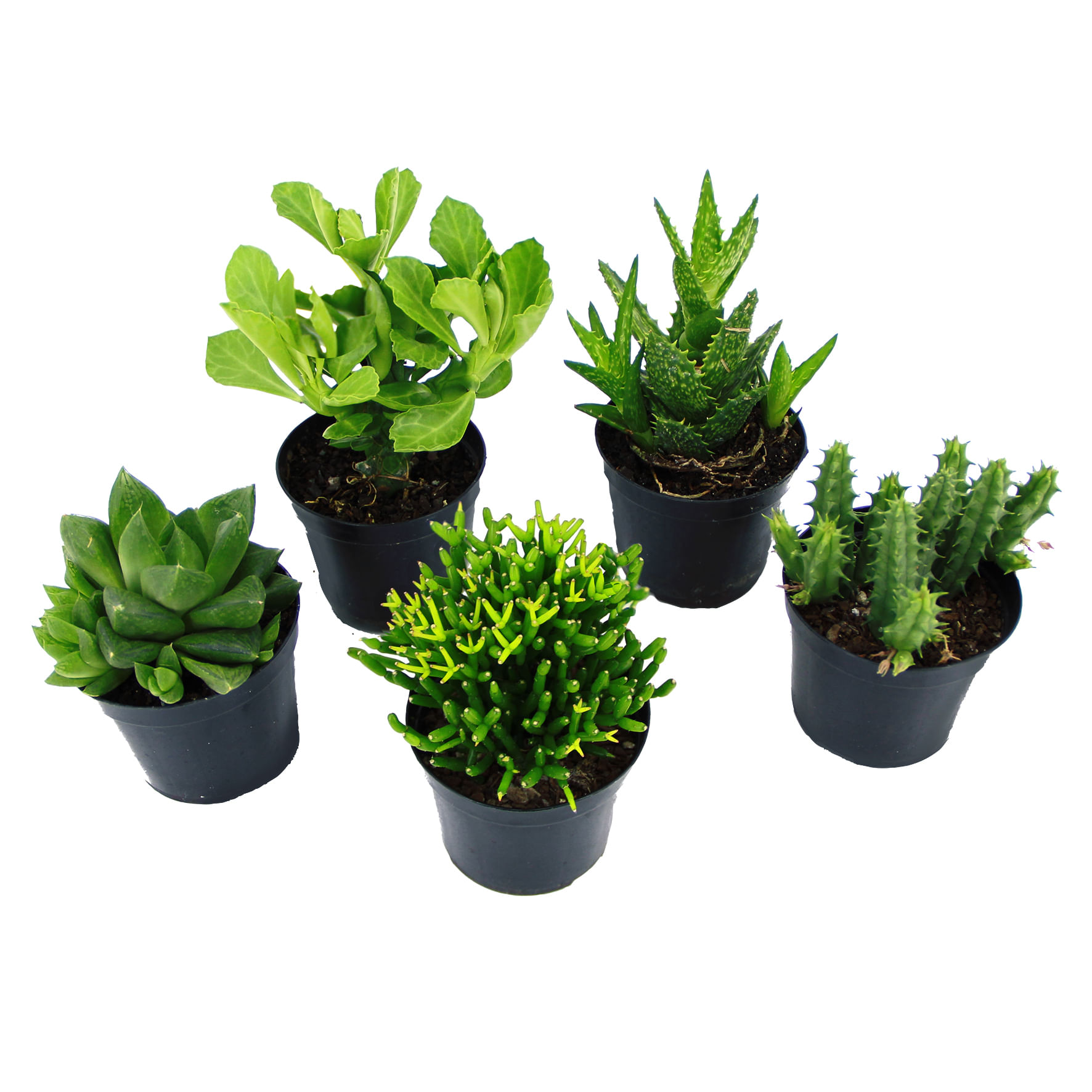 Encontraproduto.com.br - Muda Suculenta Pote 6 Veiling Holambra