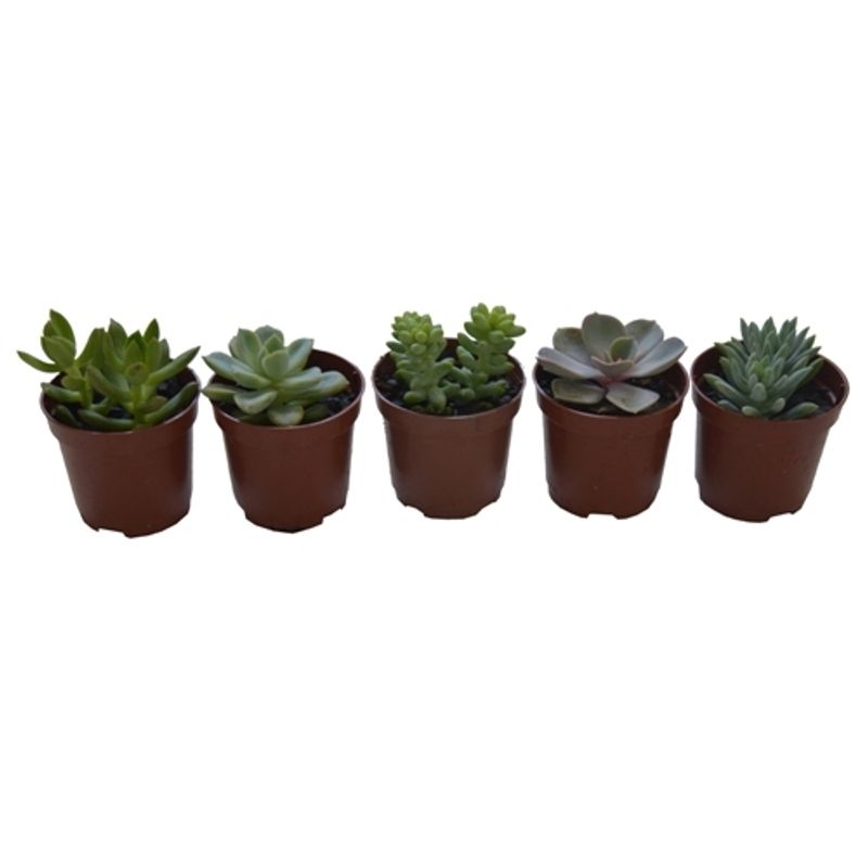 Encontraproduto.com.br - Muda Suculenta Pote 6 Veiling Holambra