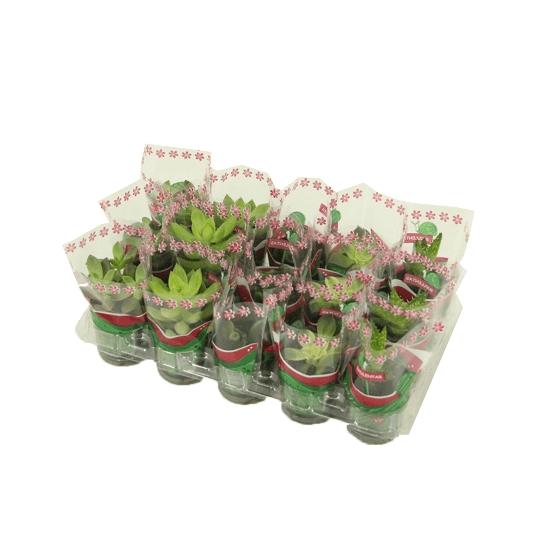Encontraproduto.com.br - Muda Suculenta Pote 6 Veiling Holambra