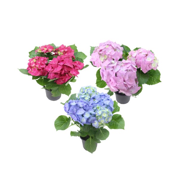 Encontraproduto.com.br - VASO HORTENSIA P15