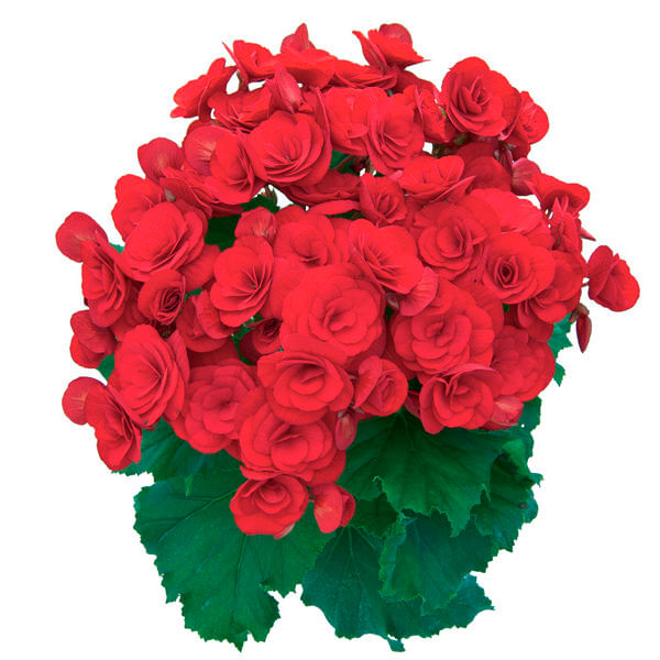 Encontraproduto.com.br - Flor Begonia