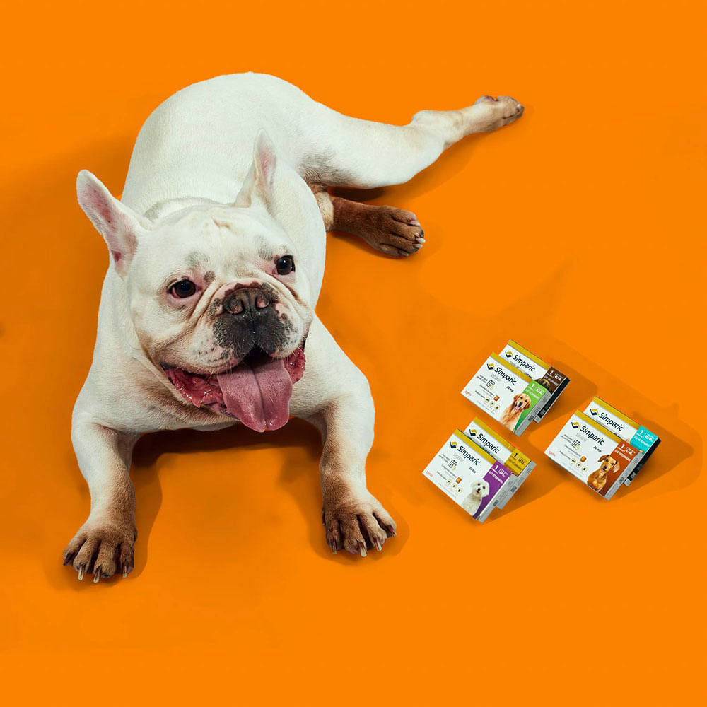 Encontraproduto.com.br - Simparic Antipulgas e Carrapatos 20mg para Cães de 5,1 a 10kg