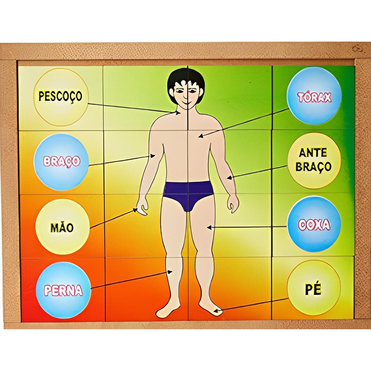 Encontraproduto.com.br - Quebra-Cabeça Carlu Corpo Humano 16 Peças (MP)