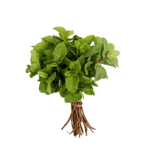 Encontraproduto.com.br - Hortelã Sempre Verde Unidade