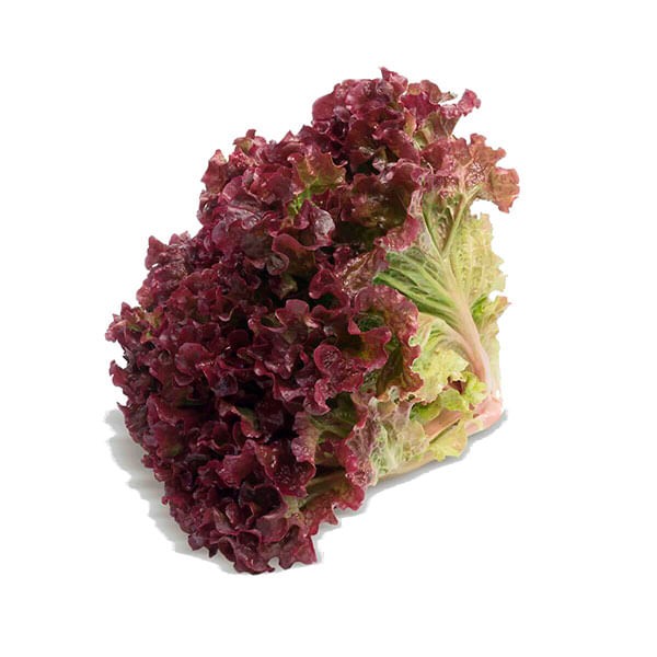 Encontraproduto.com.br - Alface Roxo Hidroponica UNID
