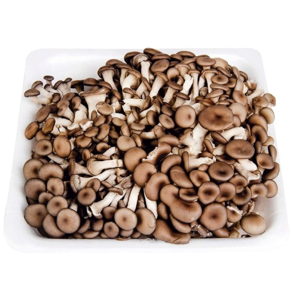 Encontraproduto.com.br - Cogumelo Shimeji Zucca Preto 200g