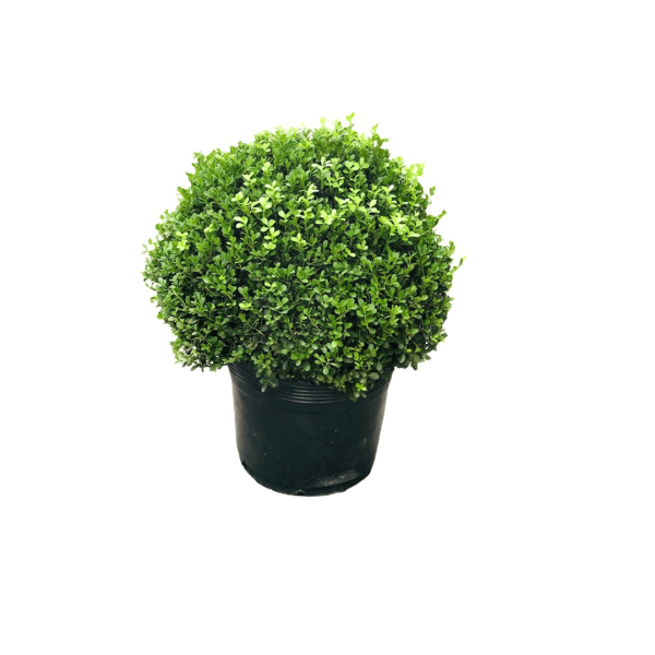 Encontraproduto.com.br - Buchinho Reijers Pote 20