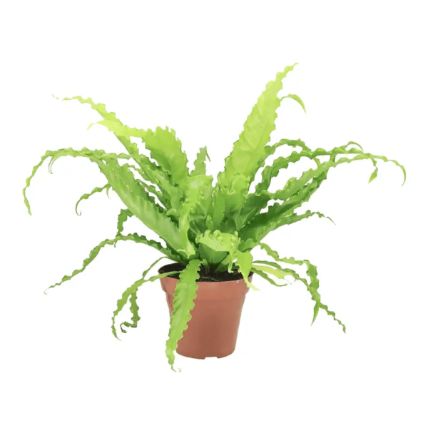 Encontraproduto.com.br - Asplenium Reijers P15