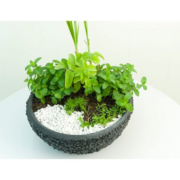 Encontraproduto.com.br - Pedras para Decoração Seixos Branco S1 15kg - TERRAL