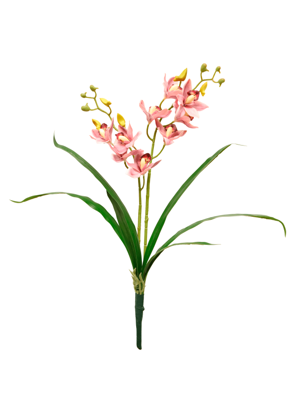 HASTES DE ORQUIDEA COM FOLHA