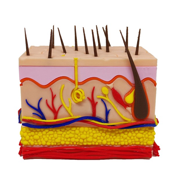 Encontraproduto.com.br - Corte Da Pele 3D Humana Ampliada Anatômico Modelo Anatomia Nervos Vasos Glândulas