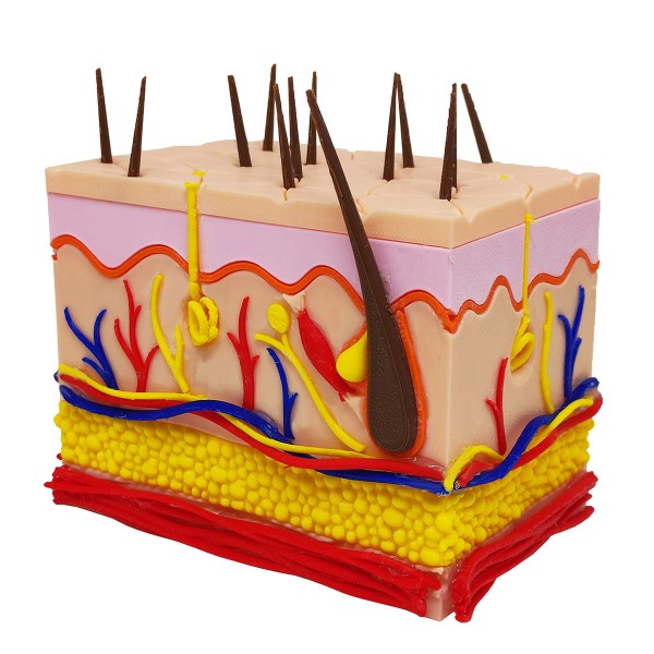 Encontraproduto.com.br - Corte Da Pele 3D Humana Ampliada Anatômico Modelo Anatomia Nervos Vasos Glândulas