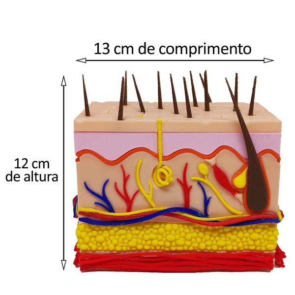 Encontraproduto.com.br - Corte Da Pele 3D Humana Ampliada Anatômico Modelo Anatomia Nervos Vasos Glândulas