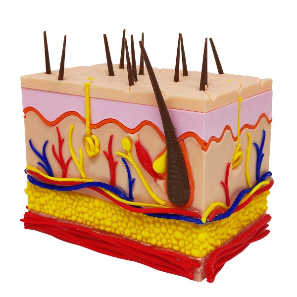 Encontraproduto.com.br - Corte Da Pele 3D Humana Ampliada Anatômico Modelo Anatomia Nervos Vasos Glândulas