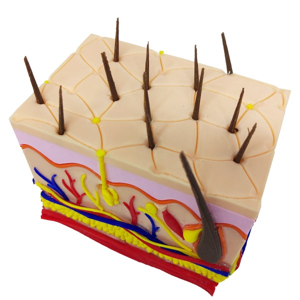 Encontraproduto.com.br - Corte Da Pele 3D Humana Ampliada Anatômico Modelo Anatomia Nervos Vasos Glândulas