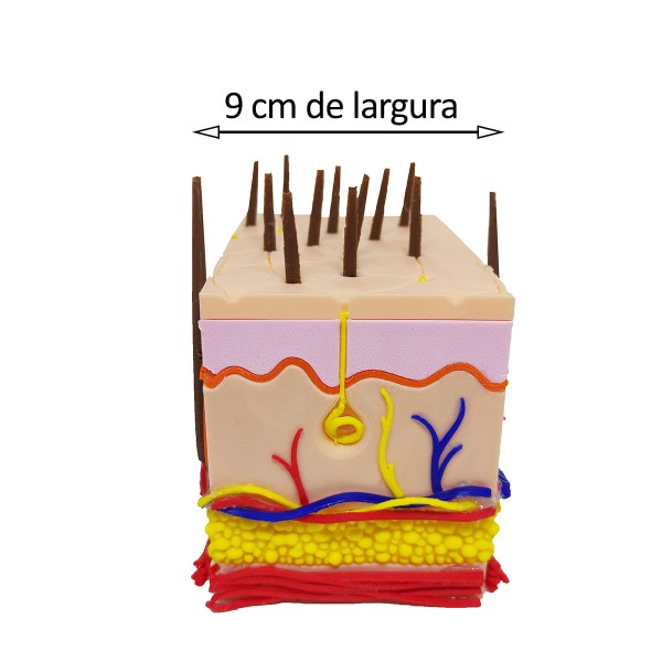 Encontraproduto.com.br - Corte Da Pele 3D Humana Ampliada Anatômico Modelo Anatomia Nervos Vasos Glândulas