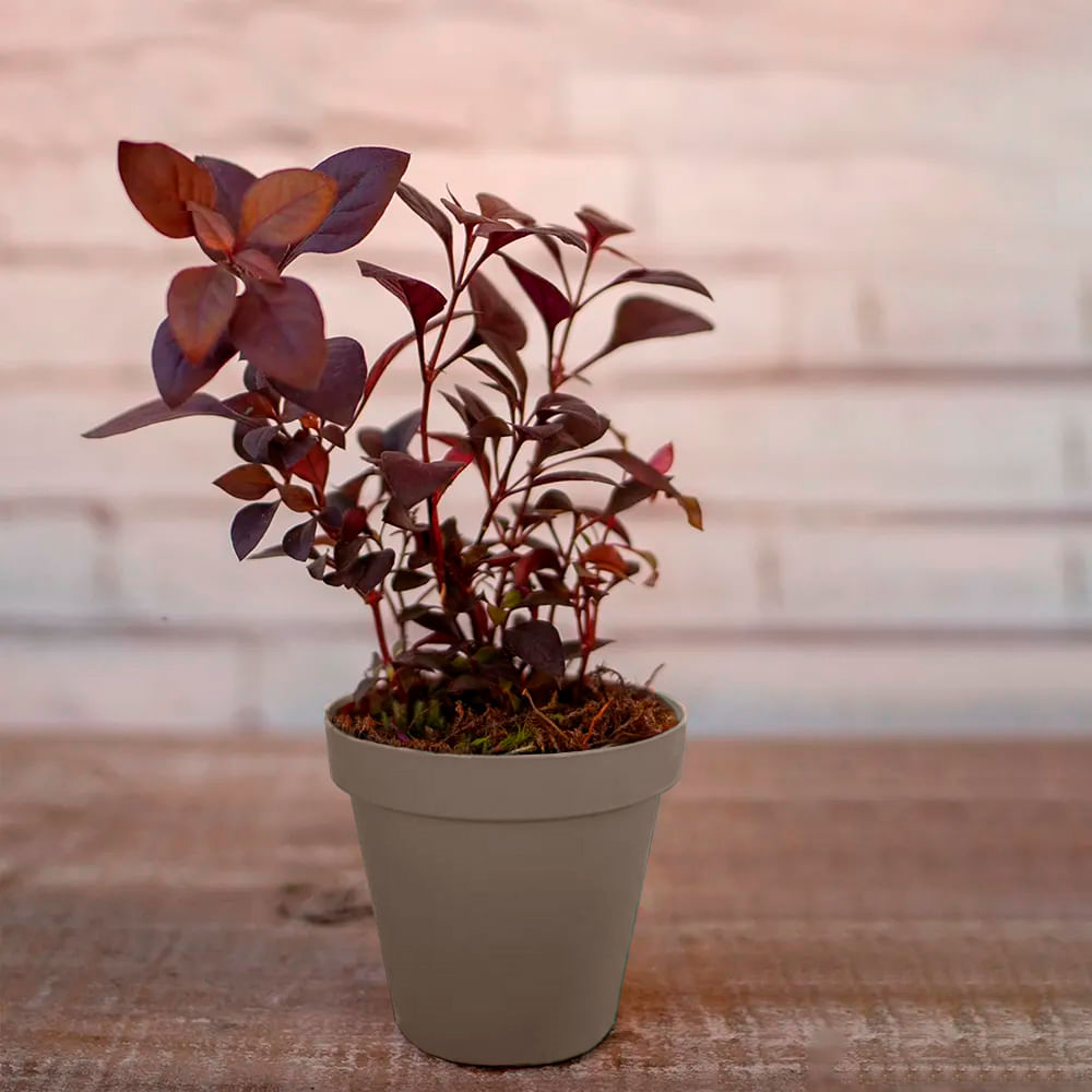 Vaso para Plantas em Polietileno Sampa Taupe 8X8CM - I.SAMP.008.008.34 - Vasart