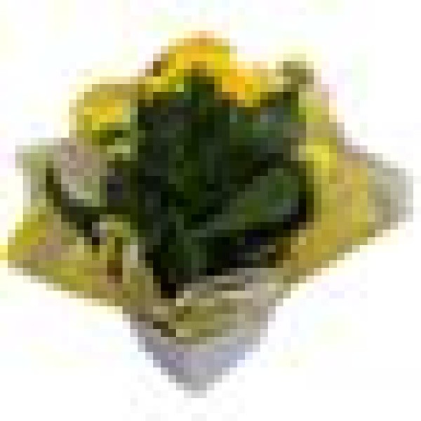 Encontraproduto.com.br - Flor Calandiva PT 15