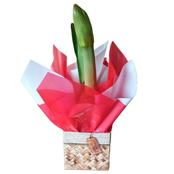 Encontraproduto.com.br - Arranjo Amaryllis PT 14 Manaka