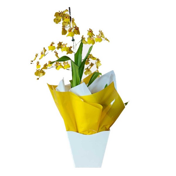 Encontraproduto.com.br - Arranjo Oncidium PT 15 Manaka