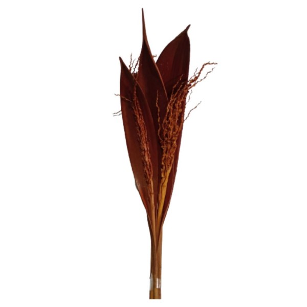 Capa De Coco Laranja S&R Flores