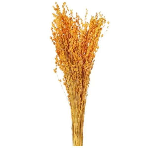 Capim Vassoura Laranja S&R Flores