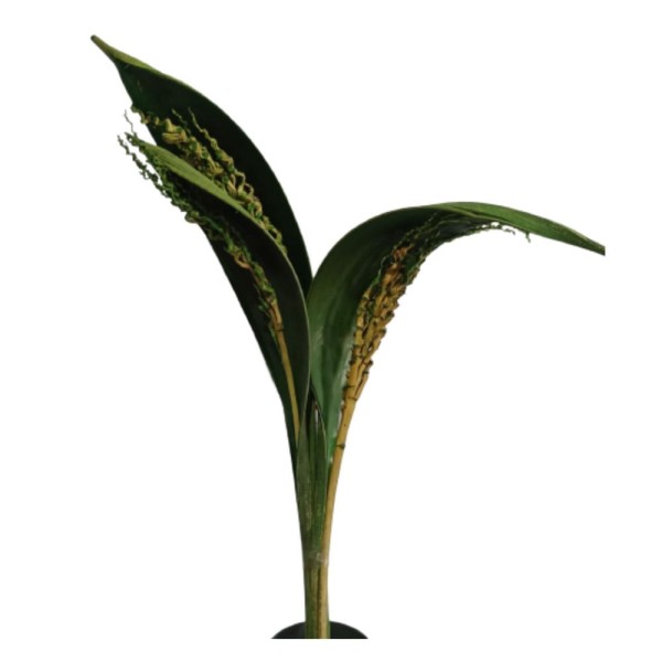 Capa De Coco Verde S&R Flores