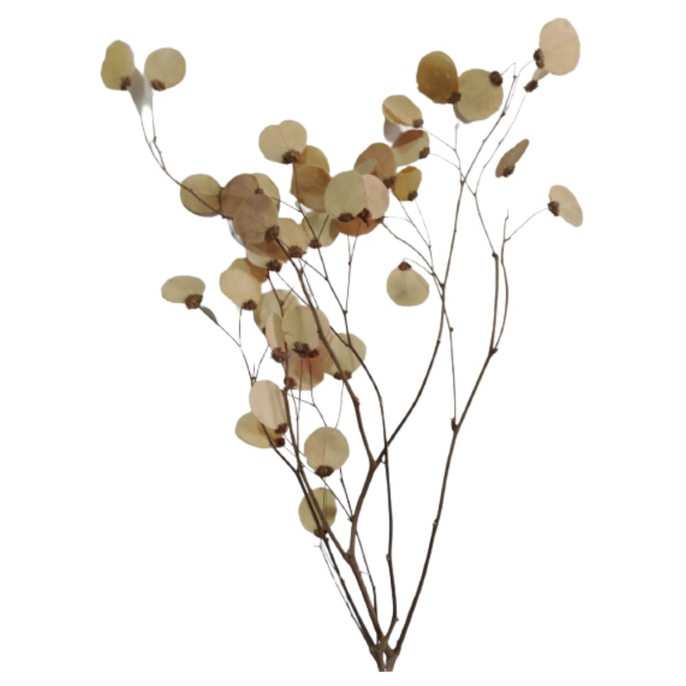 Montagem Folhas Moedas Alvejadas S&R Flores