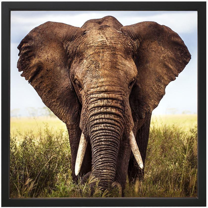 Quadro Decorativo Arte Própria Elefante II 120x120cm