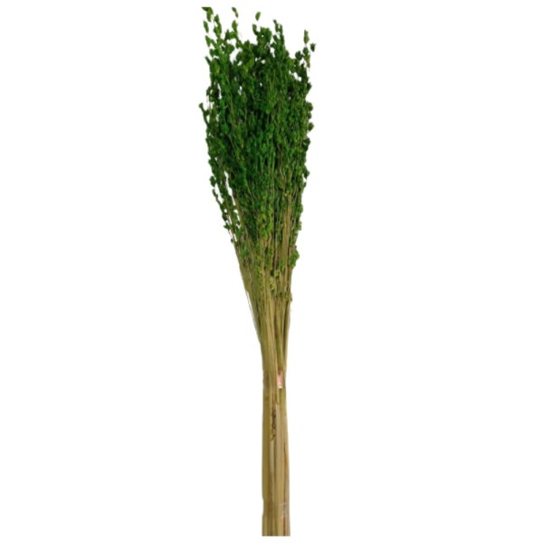 Capim Vassoura Verde Claro S&R Flores