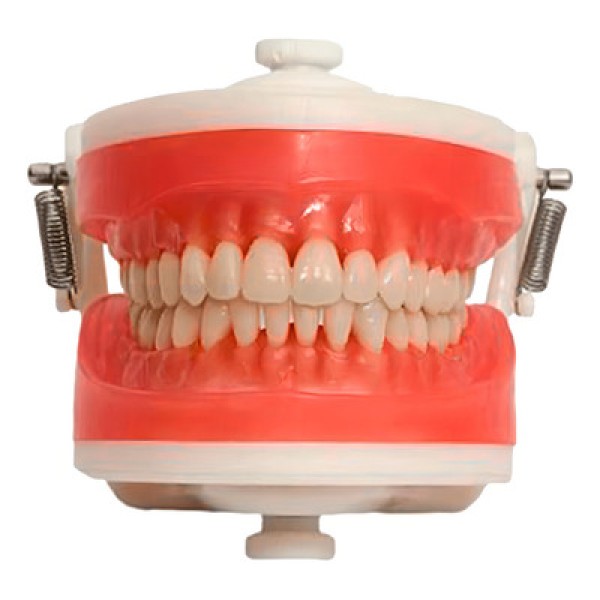 Manequim Top Dentística PD100 - Pronew