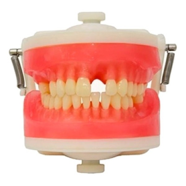 Encontraproduto.com.br - Manequim de Prótese Fixa PD104 - Pronew