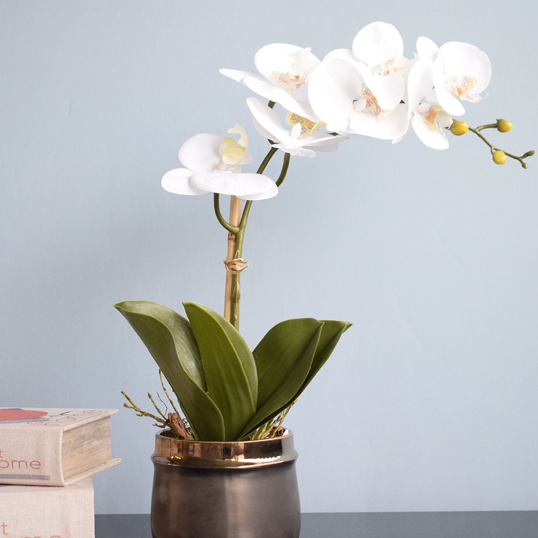 Encontraproduto.com.br - Folha de Orquídea Artificial Phalaenopsis com Quatro Folhas e Raiz