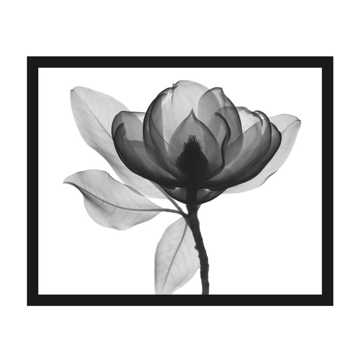Quadro Com Vidro 45x55cm P&B Flores Ii Kapos