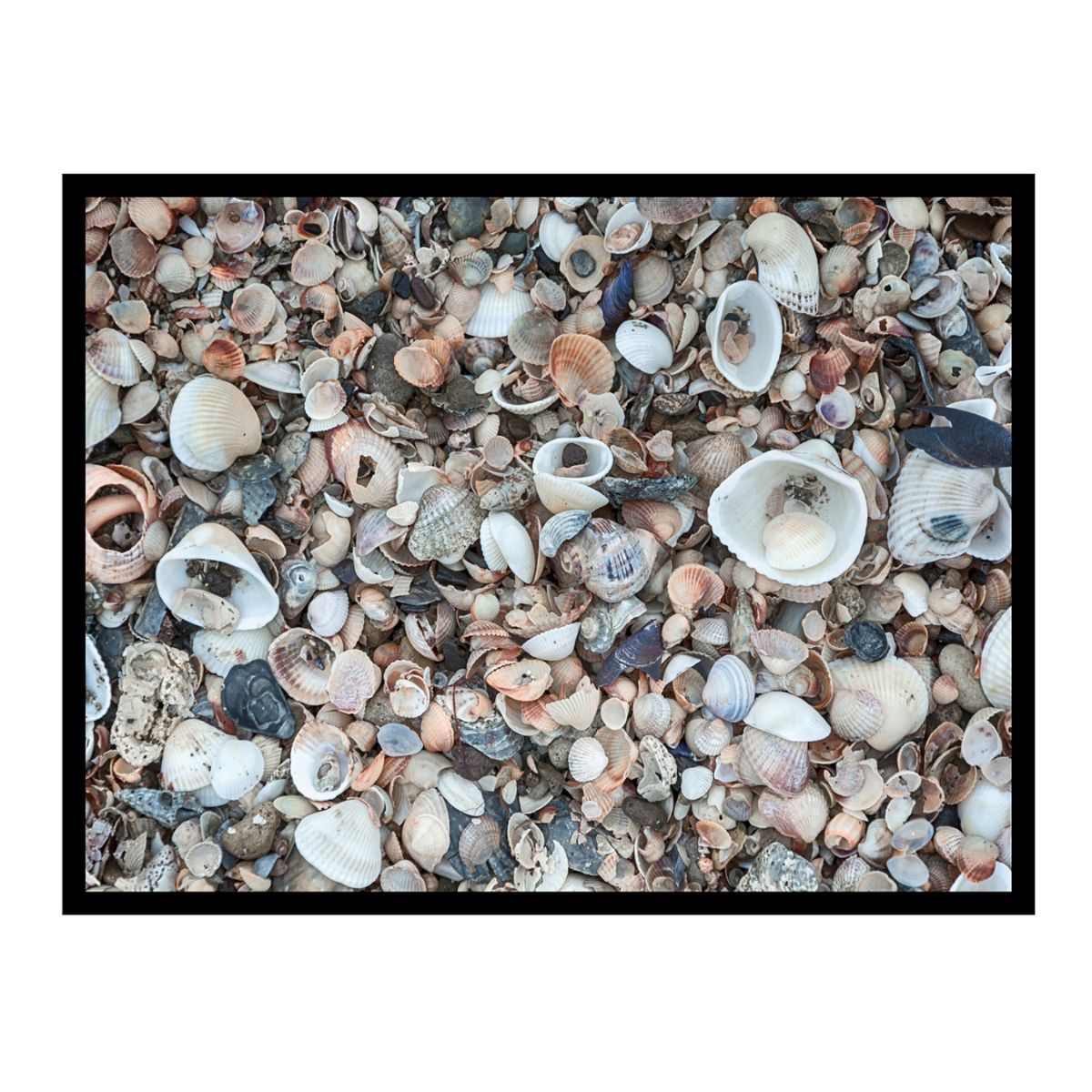 Quadro Com Vidro 65x85cm Conchas Iii Kapos