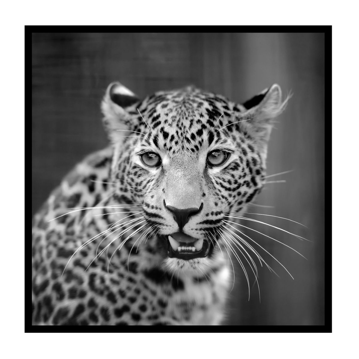Quadro Com Vidro 75x75cm Animais P&B Onça Kapos