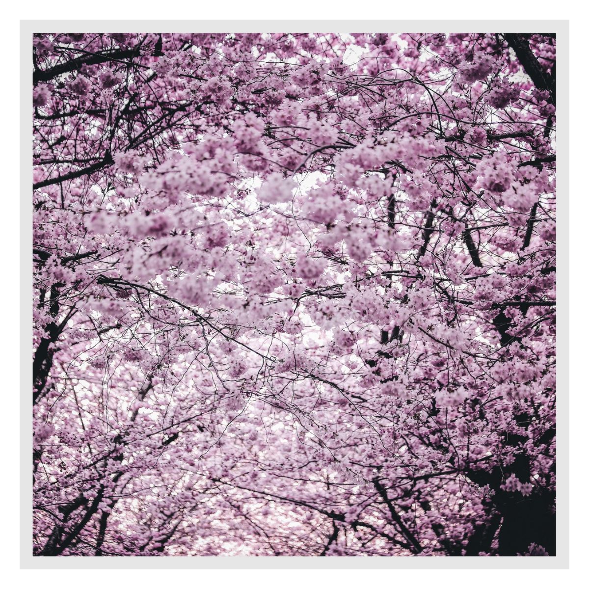 Quadro Com Vidro 75x75cm Cerejeira Kapos