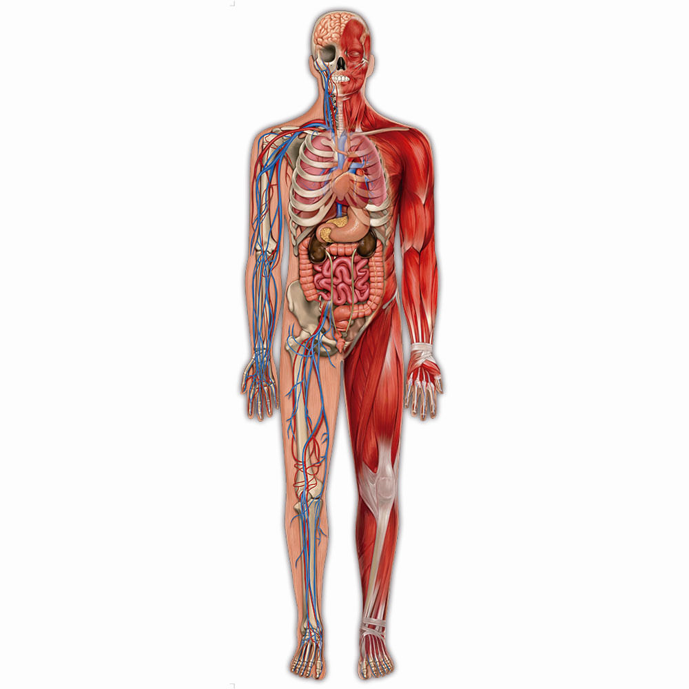 Encontraproduto.com.br - Quebra-Cabeca - Play - Gigante - Corpo Humano com Realidade Aumentada