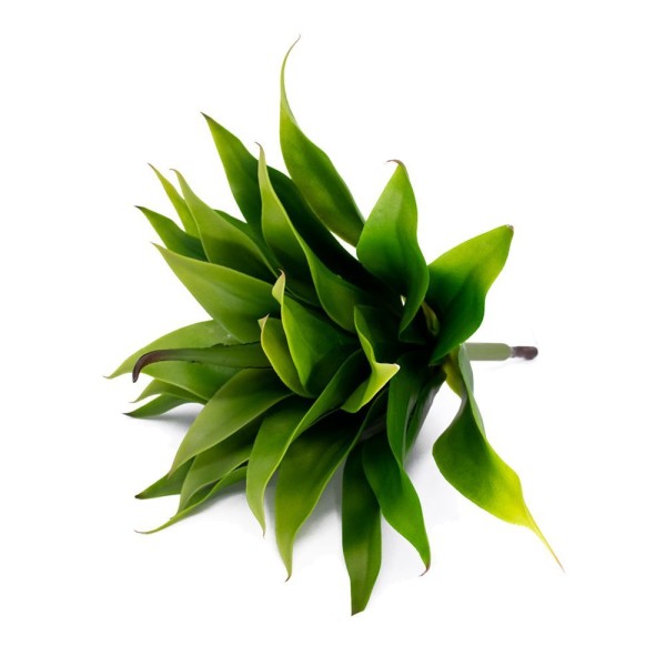 Encontraproduto.com.br - Folha Artificial Agave Com Raiz X24 Para Arranjos Verde 60 Cm F04 - Drossi